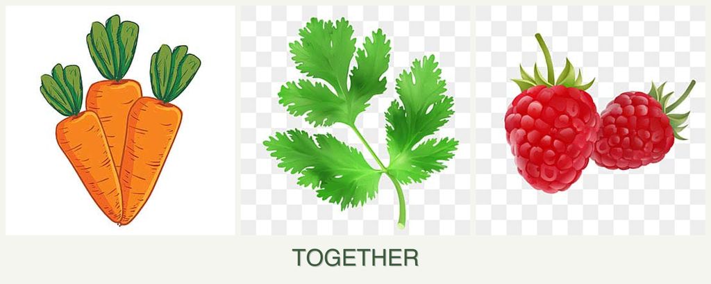 Can you plant carrots, parsley and raspberries together?