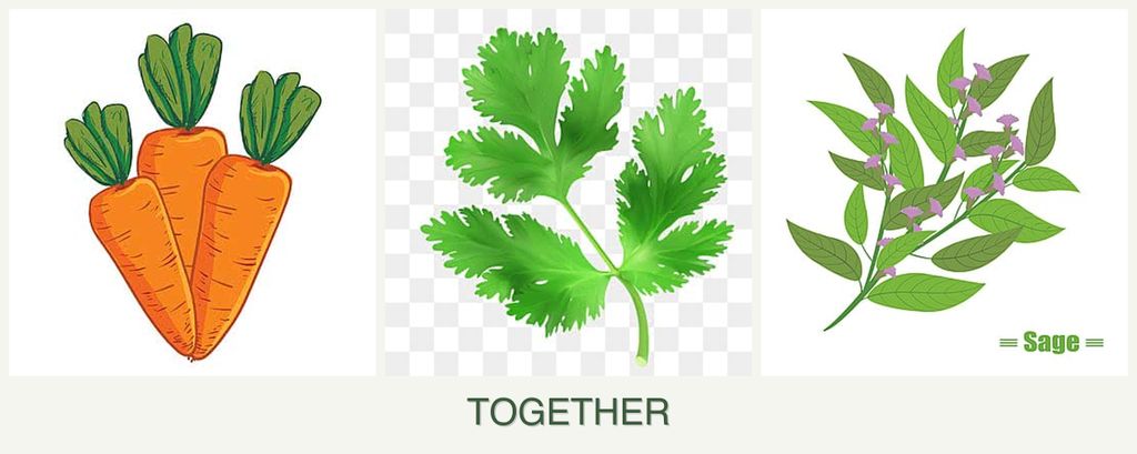 Can you plant carrots, parsley and sage together?