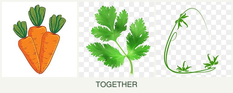 Can you plant carrots, parsley and tarragon together?