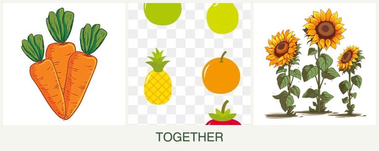Can you plant carrots, pears and sunflowers together?