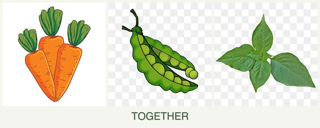 Can you plant carrots, peas and basil together?
