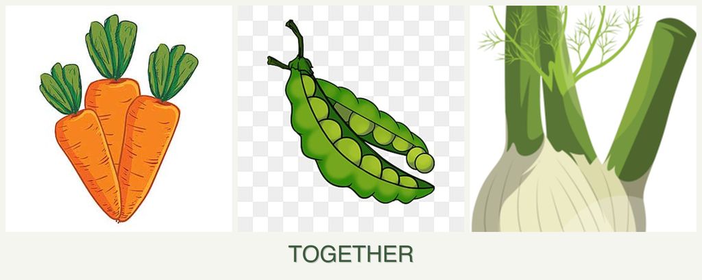 Can you plant carrots, peas and fennel together?