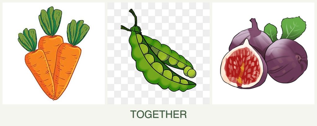 Can you plant carrots, peas and figs together?