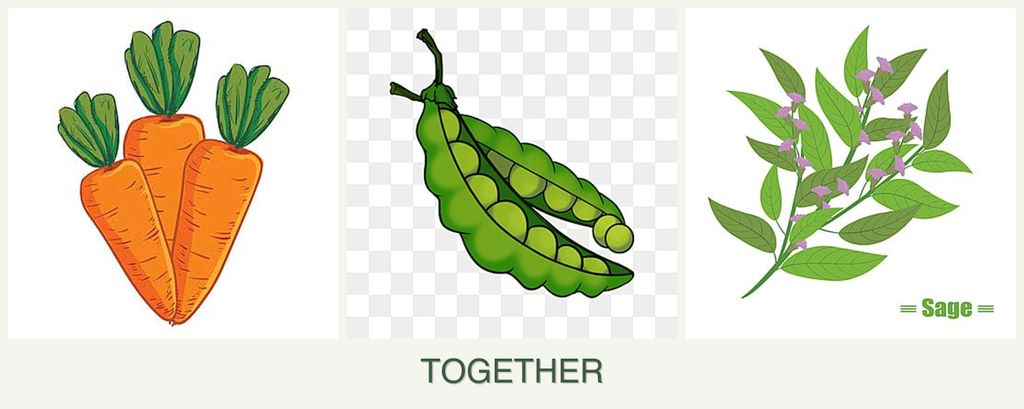 Can you plant carrots, peas and sage together?