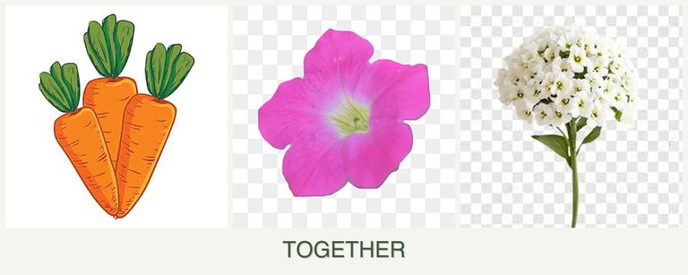 Can you plant carrots, petunias and alyssum together?