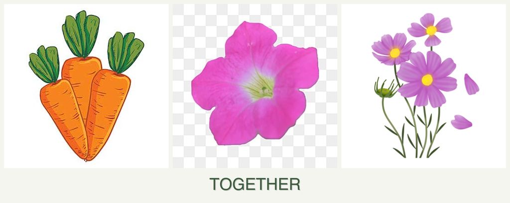 Can you plant carrots, petunias and cosmos together?