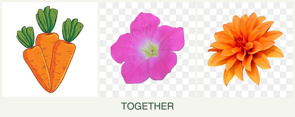 Can you plant carrots, petunias and dahlias together?