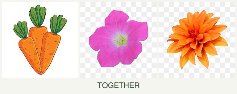 Can you plant carrots, petunias and dahlias together?