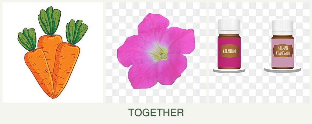 Can you plant carrots, petunias and geraniums together?