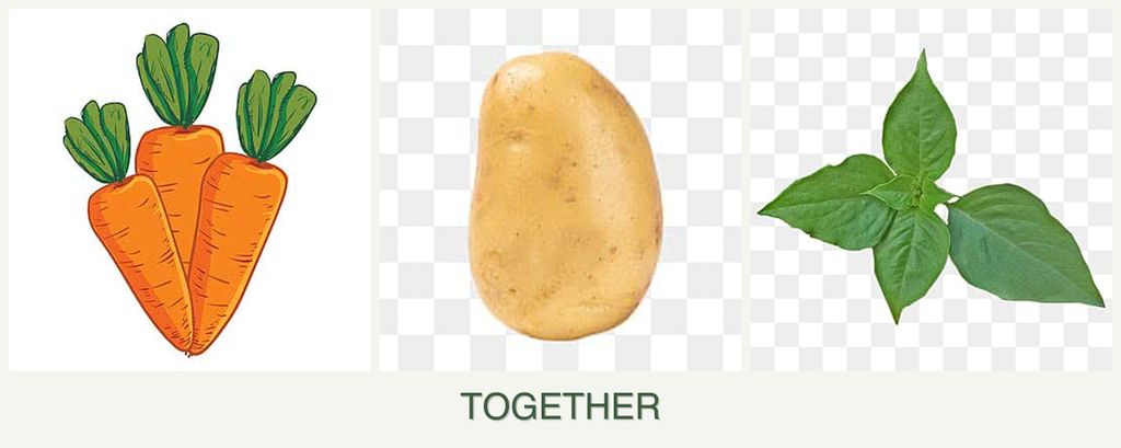 Can you plant carrots, potatoes and basil together?