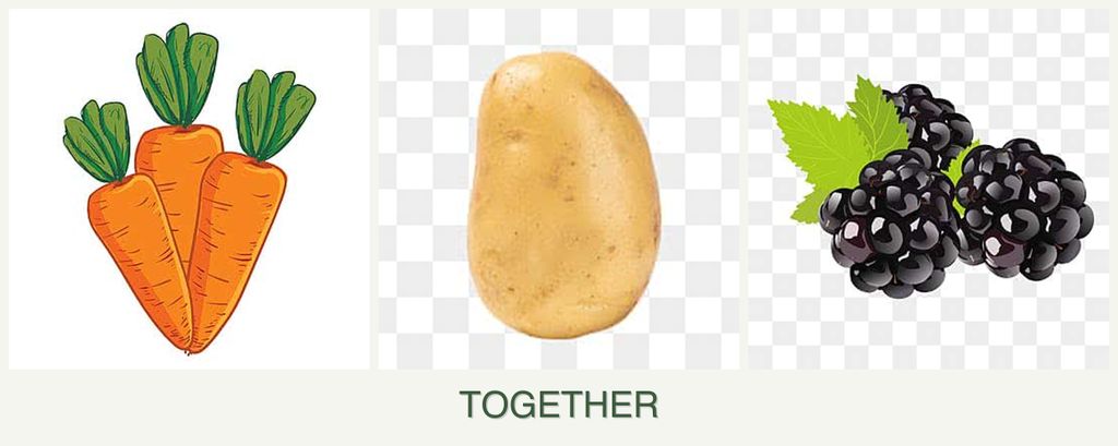 Can you plant carrots, potatoes and blackberries together?