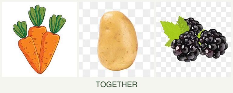 Can you plant carrots, potatoes and blackberries together?