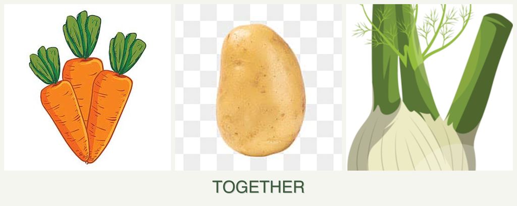 Can you plant carrots, potatoes and fennel together?