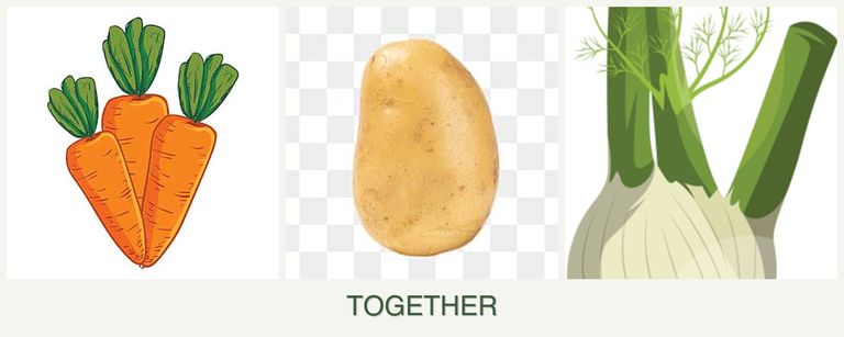 Can you plant carrots, potatoes and fennel together?
