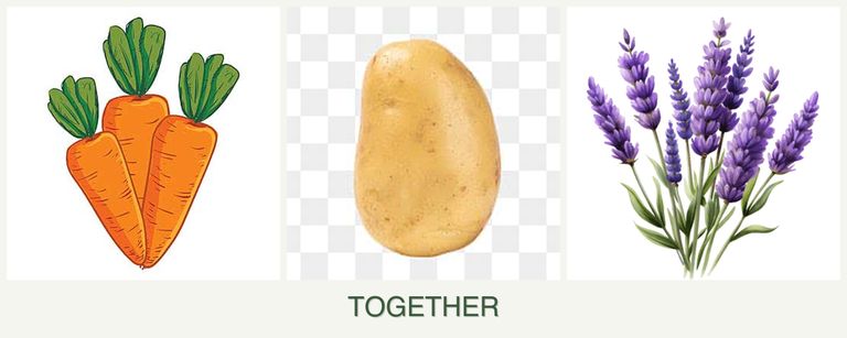 Can you plant carrots, potatoes and lavender together?