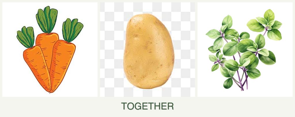 Can you plant carrots, potatoes and oregano together?