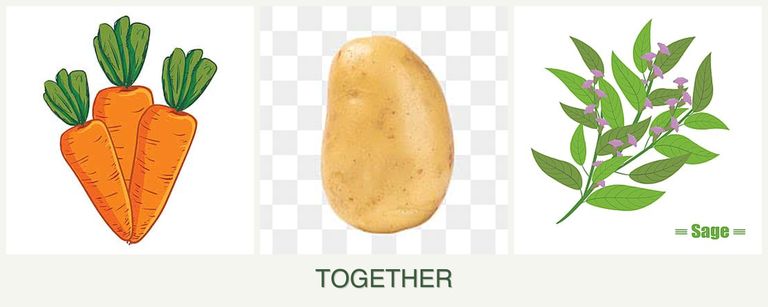 Can you plant carrots, potatoes and sage together?
