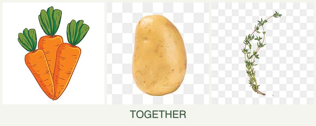 Can you plant carrots, potatoes and thyme together?