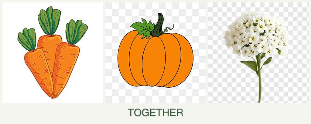 Can you plant carrots, pumpkin and alyssum together?