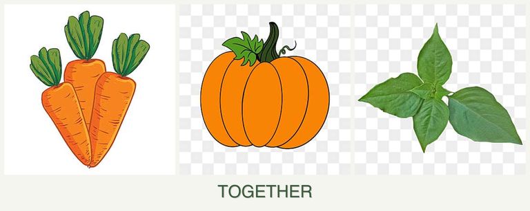 Can you plant carrots, pumpkin and basil together?