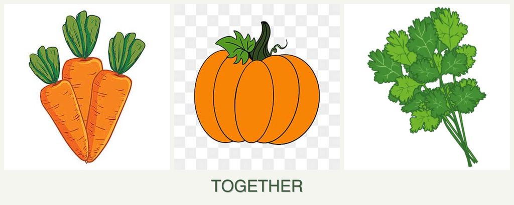 Can you plant carrots, pumpkin and cilantro together?