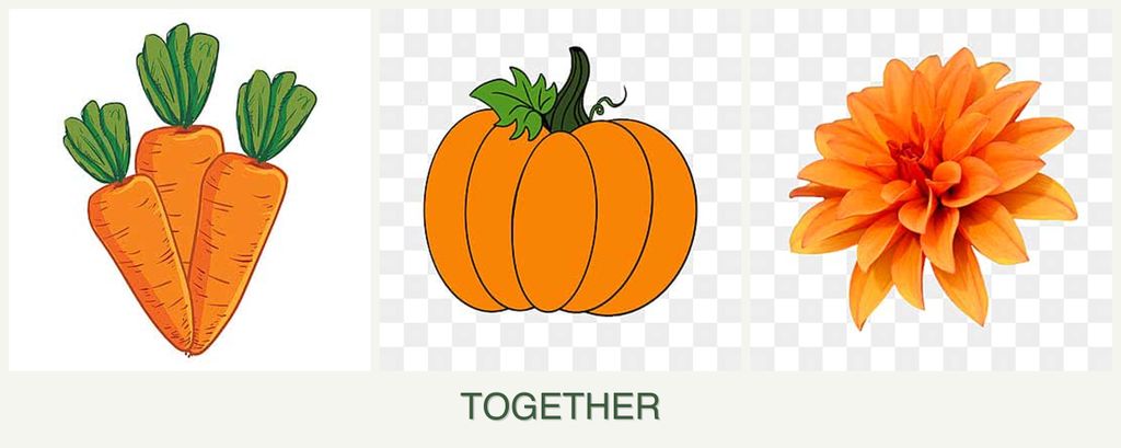 Can you plant carrots, pumpkin and dahlias together?