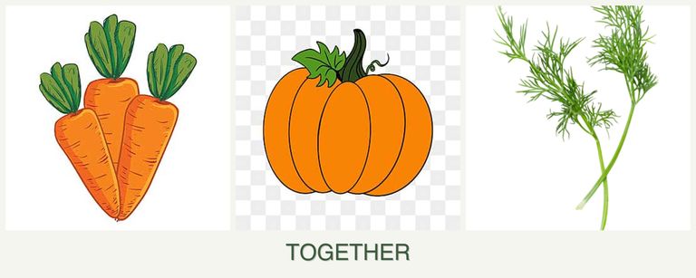 Can you plant carrots, pumpkin and dill together?
