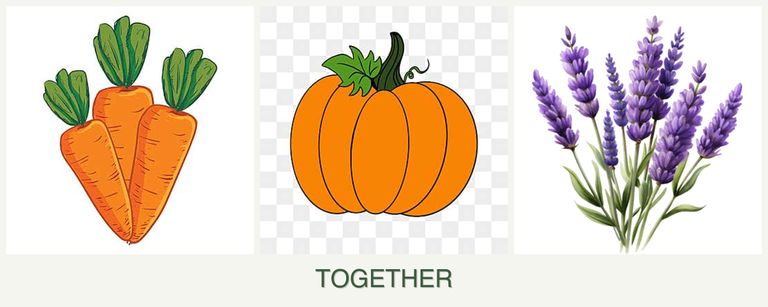 Can you plant carrots, pumpkin and lavender together?