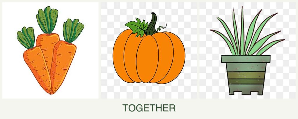Can you plant carrots, pumpkin and lemongrass together?