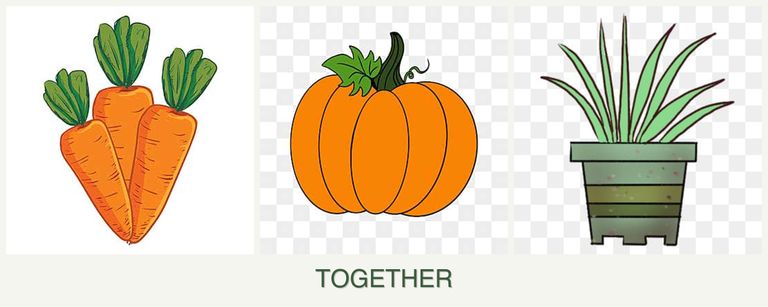 Can you plant carrots, pumpkin and lemongrass together?