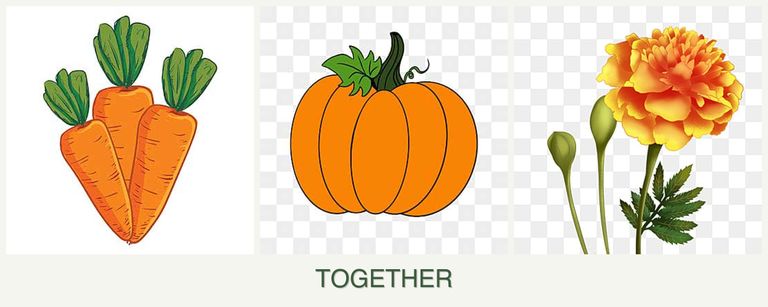 Can you plant carrots, pumpkin and marigolds together?