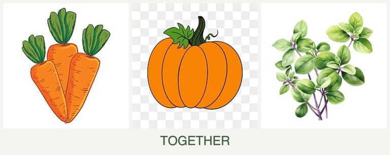 Can you plant carrots, pumpkin and oregano together?