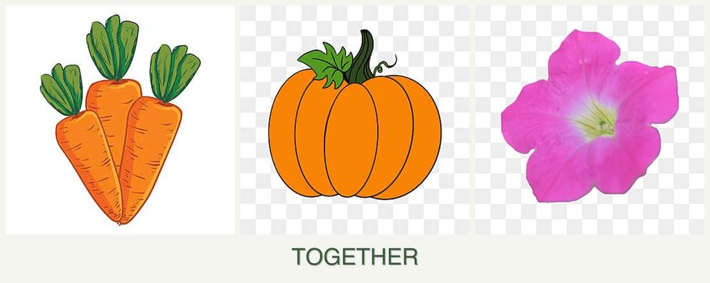 Can you plant carrots, pumpkin and petunias together?