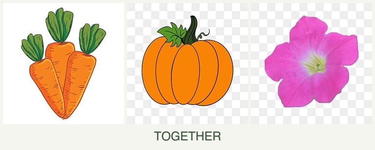 Can you plant carrots, pumpkin and petunias together?