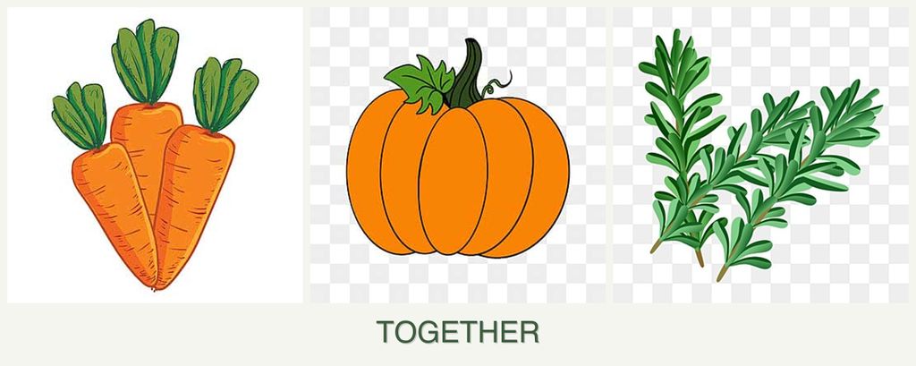 Can you plant carrots, pumpkin and rosemary together?