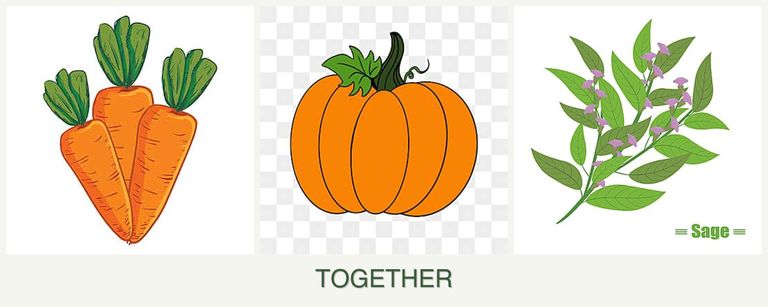 Can you plant carrots, pumpkin and sage together?