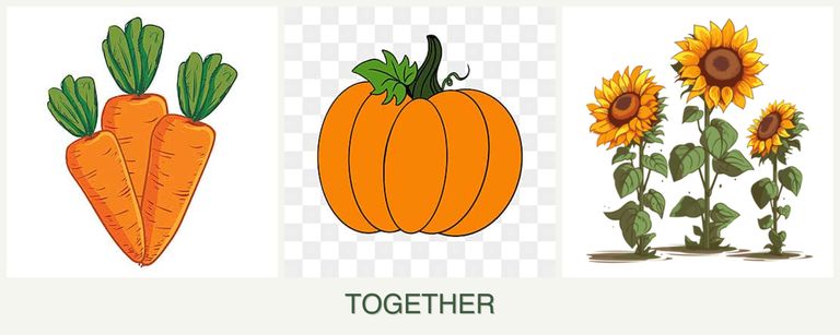 Can you plant carrots, pumpkin and sunflowers together?