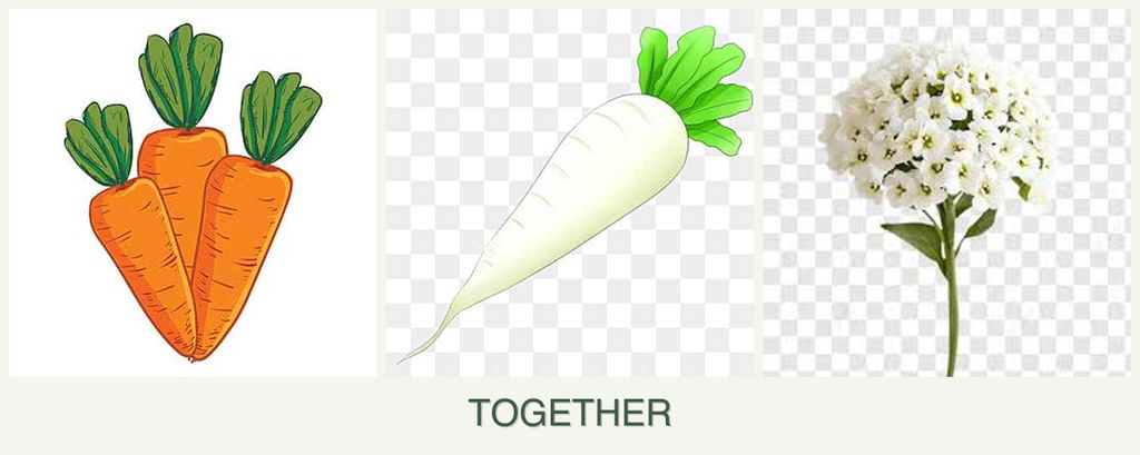 Can you plant carrots, radishes and alyssum together?