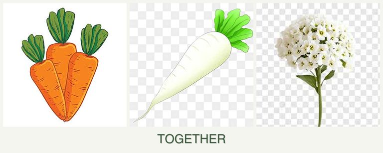 Can you plant carrots, radishes and alyssum together?