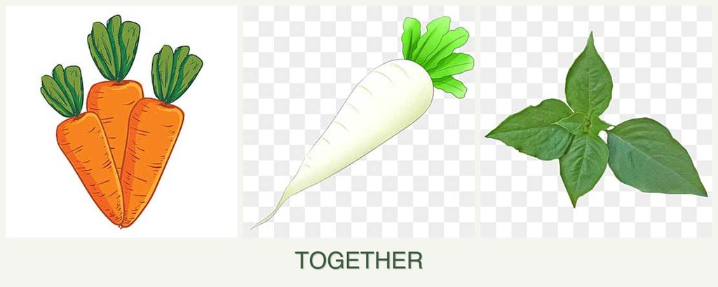 Can you plant carrots, radishes and basil together?