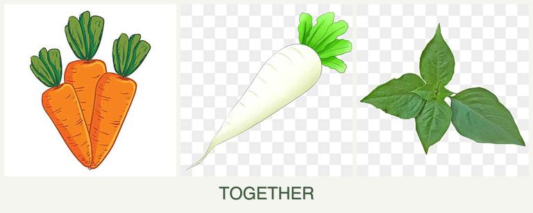 Can you plant carrots, radishes and basil together?