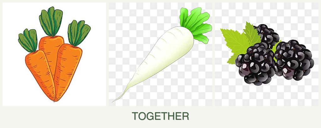 Can you plant carrots, radishes and blackberries together?