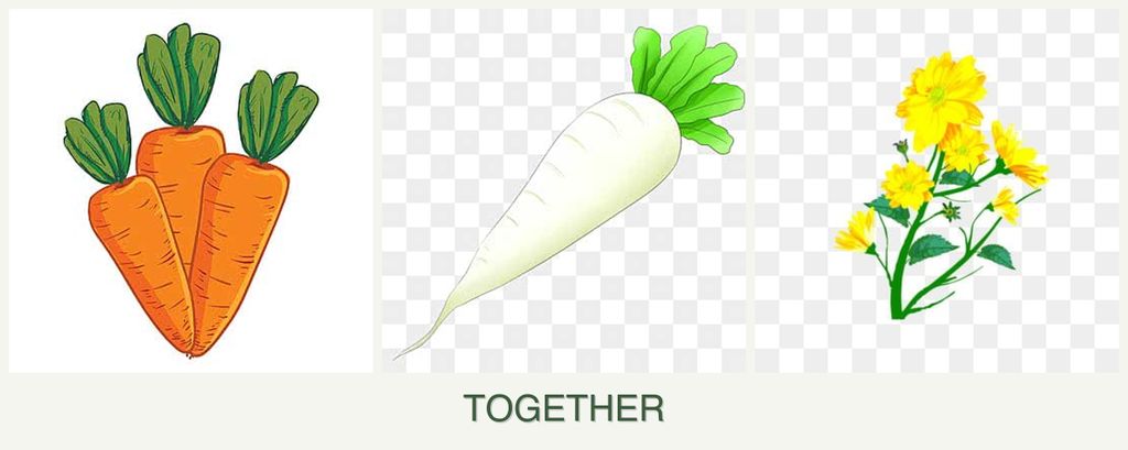 Can you plant carrots, radishes and calendula together?