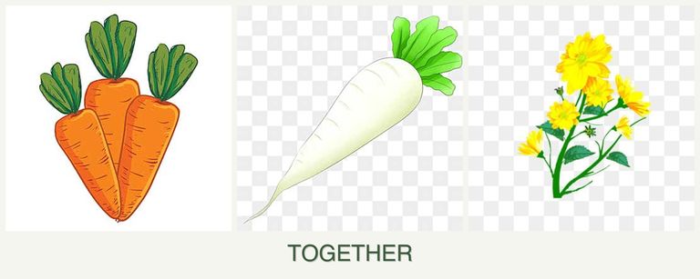Can you plant carrots, radishes and calendula together?