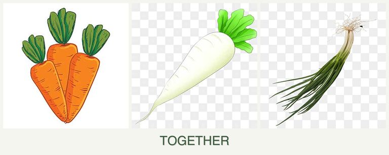 Can you plant carrots, radishes and chives together?