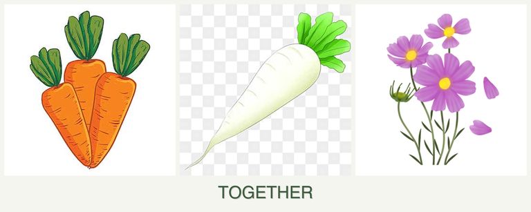 Can you plant carrots, radishes and cosmos together?