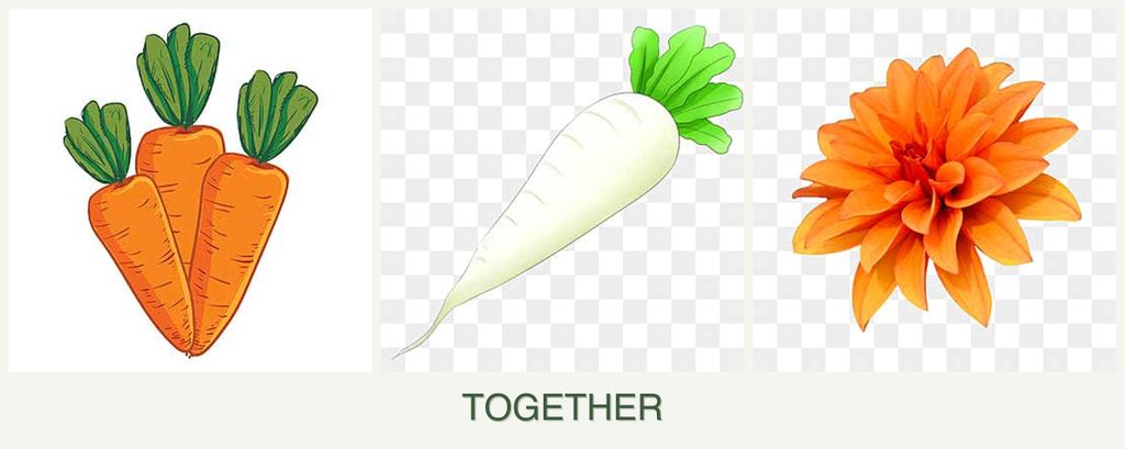 Can you plant carrots, radishes and dahlias together?