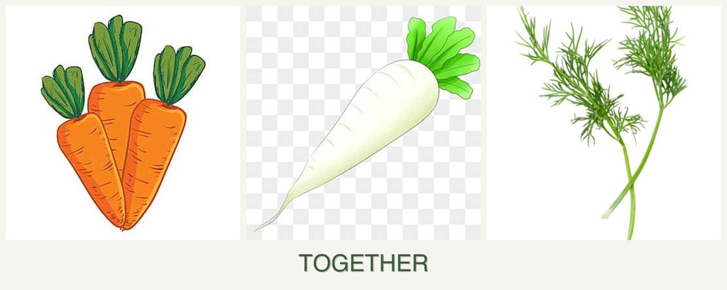 Can you plant carrots, radishes and dill together?
