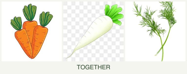 Can you plant carrots, radishes and dill together?