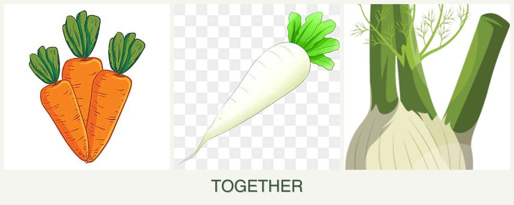 Can you plant carrots, radishes and fennel together?